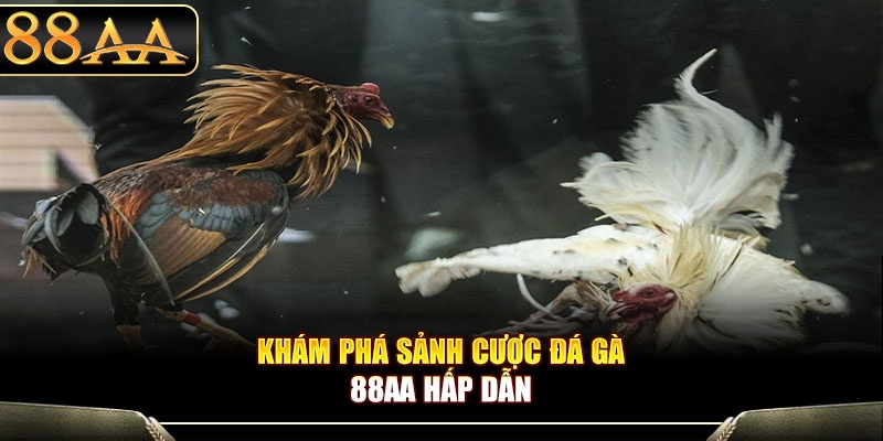 Khám phá sảnh cược đá gà 88aa hấp dẫn